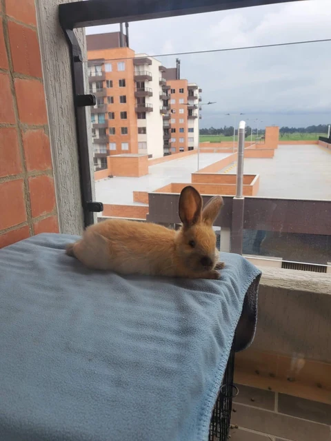 Coco descansando sobre una manta azul junto a la ventana.