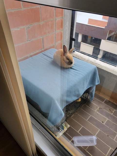 Coco sentada sobre su manta azul, vista desde dentro del hogar.